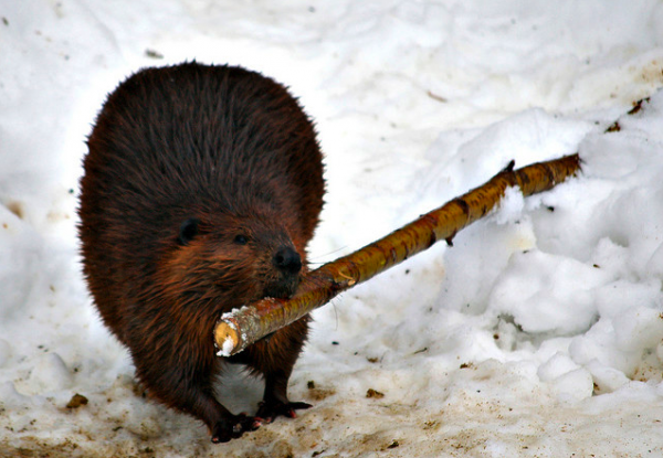 Beavers Breakfast By Property#1 on Flickr