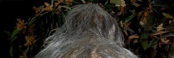 American-bigfoot-society's-bigfoot-sasquatch-picture - Cropped