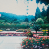 1987-butchart-gardens-10